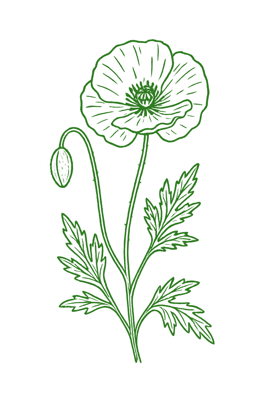 coquelicot_vert_plus_fonce